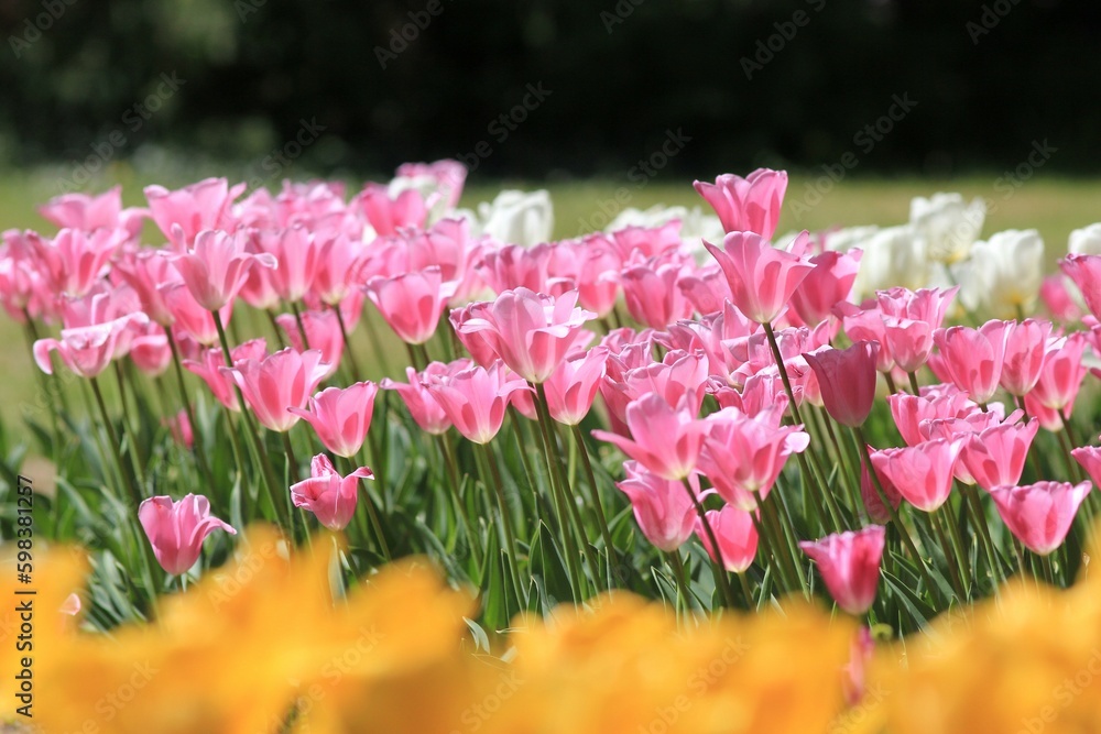 Fototapeta premium Pink tulips in the park in spring on a blurry background