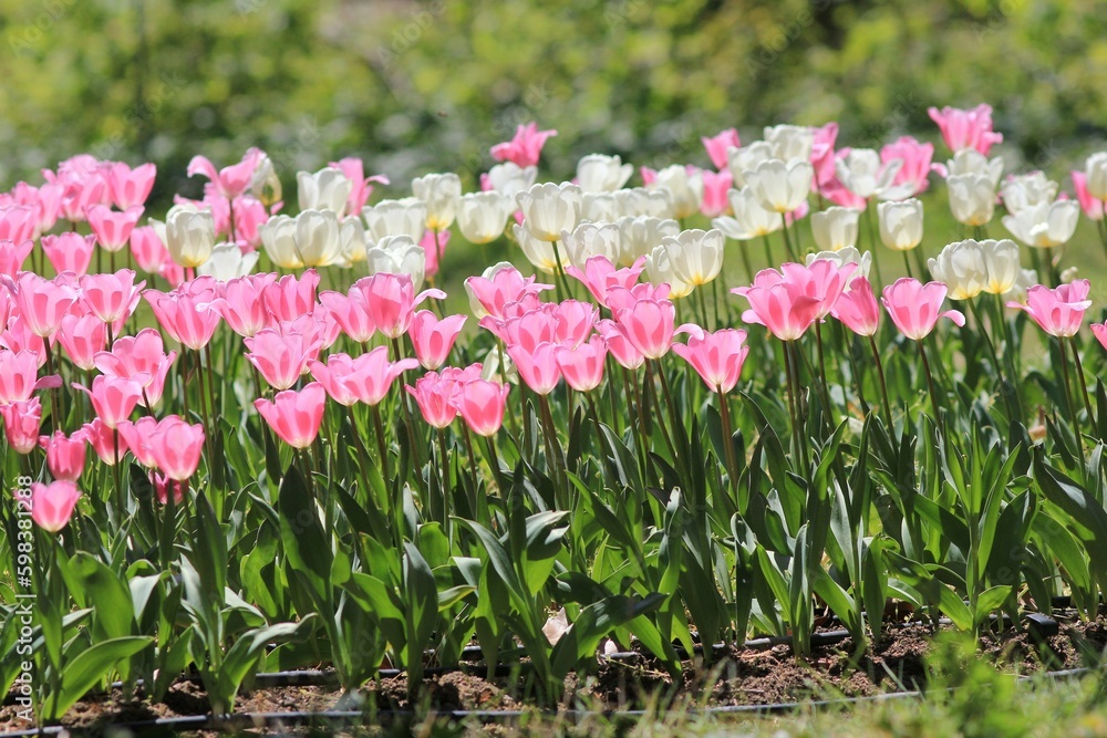 Pink and white tulips in the park in spring on a blurry background
