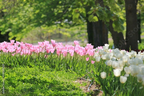 Fototapeta Naklejka Na Ścianę i Meble -  Pink tulips in the park in spring on a blurry background
