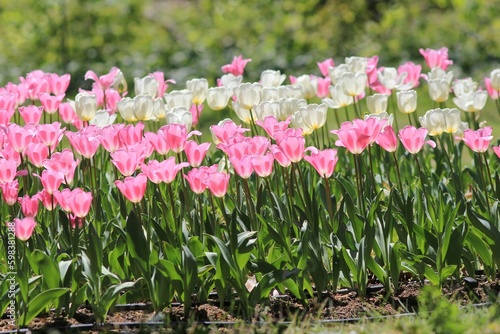 Pink and white tulips in the park in spring on a blurry background 