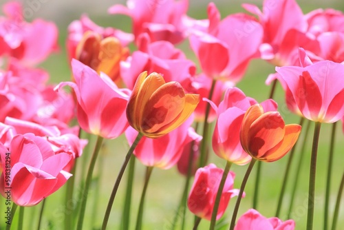 Pink tulips in the park in spring on a blurry background