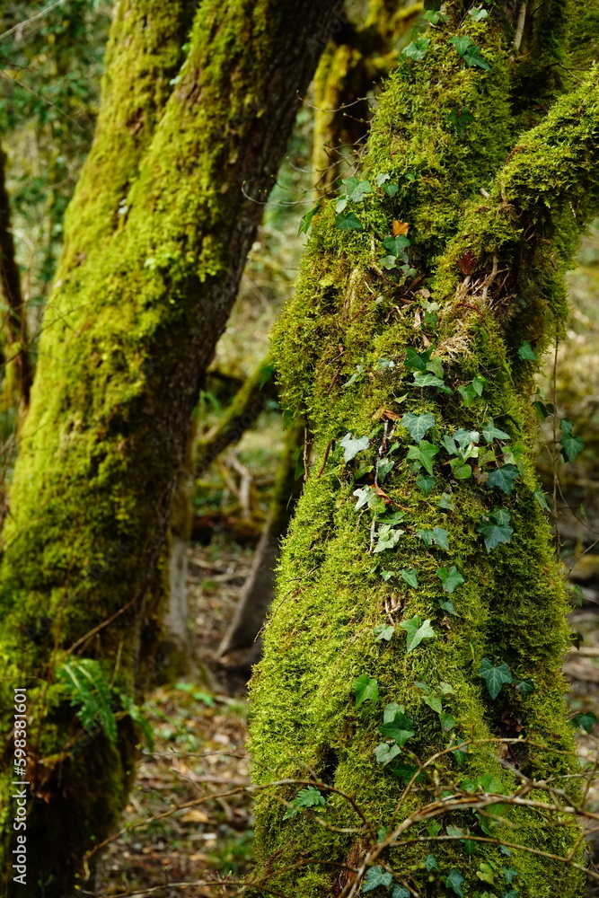 Liana covered with green moss on a green tree trunk Liana covered with green moss on a green tree trunk