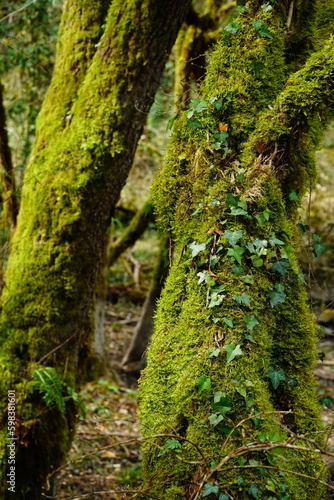 Liana covered with green moss on a green tree trunk