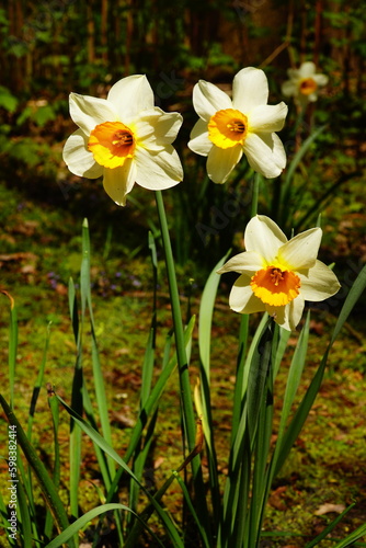 White narcissus flowers with yellow center in sunlight on a green background