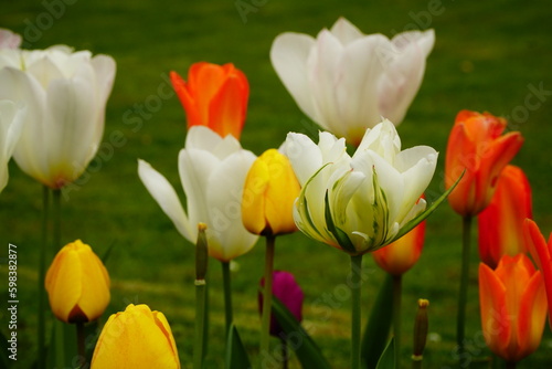 Multicoloured tulips close up in a row on the green background