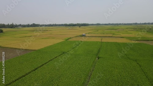 landscape with peddy field drone smooth video footage, bogura, bangladesh photo