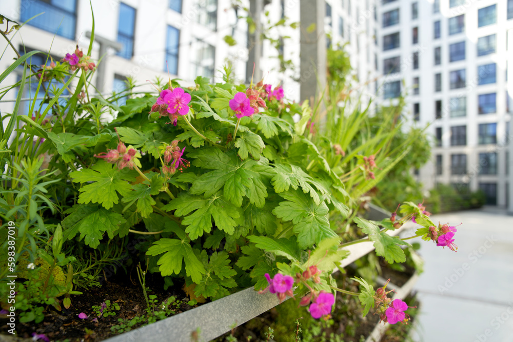 Green vertical green facade garden in full bloom for climate adaptation. Vertical Garden for sustainable cities. Living wall for stimulating biodiversity. Urban greening.  Verticale tuin, urban oasis.