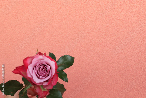 One pink rose on a wall