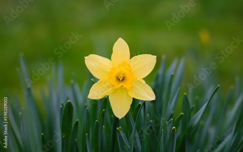 Single Yellow daffodil flower growing in garden, macro