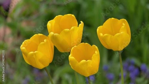 Gelbe Tulpen im Garten (Tulipa), Bayern, Deutschland photo