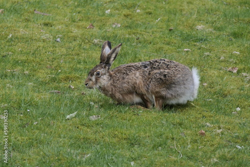 Hasenbesuch 05