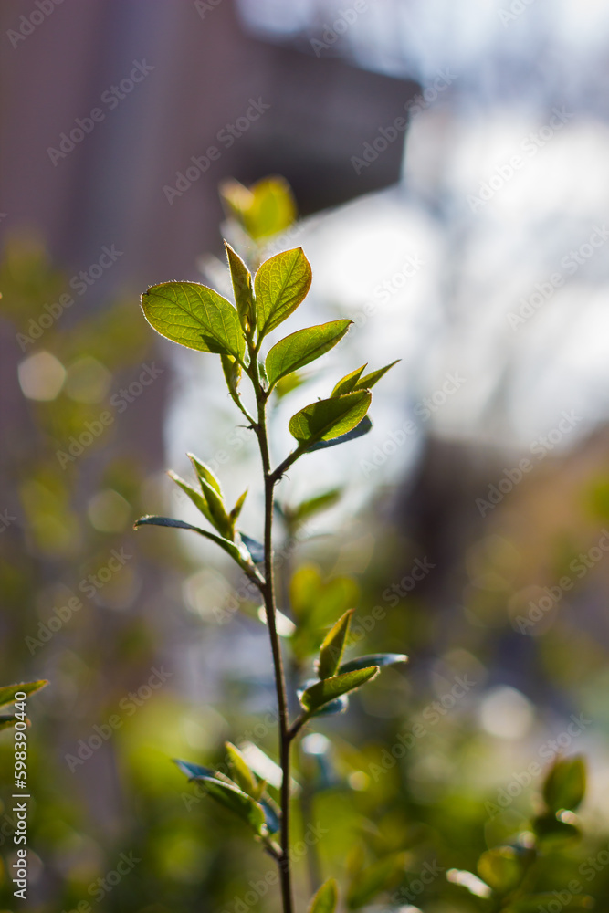 a young branch of a tree or bush with fresh young leaves through which sunlight shines through with a blurred background with bokeh. a young branch of a tree or bush with fresh young leaves through which sunlight shines through with a blurred background with bokeh.