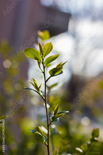 a young branch of a tree or bush with fresh young leaves through which sunlight shines through with a blurred background with bokeh.