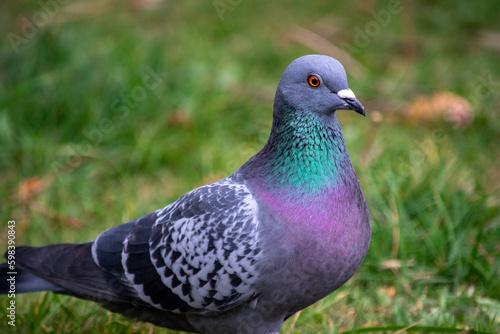 pigeon on the grass © mareguera