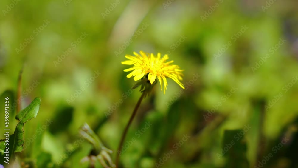 Close up view of the beautiful yellow dandelion . Seasonal natural scene. Close up view of the beautiful yellow dandelion . Seasonal natural scene.