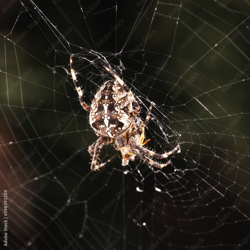 A Cross Orb Weaver Spider (Araneus diadematus), also known as the European Garden Spider, feeding on a yellowjacket pray inside its web. Long Island, New York, USA A Cross Orb Weaver Spider (Araneus diadematus), also known as the European Garden Spider, feeding on a yellowjacket pray inside its web. Long Island, New York, USA