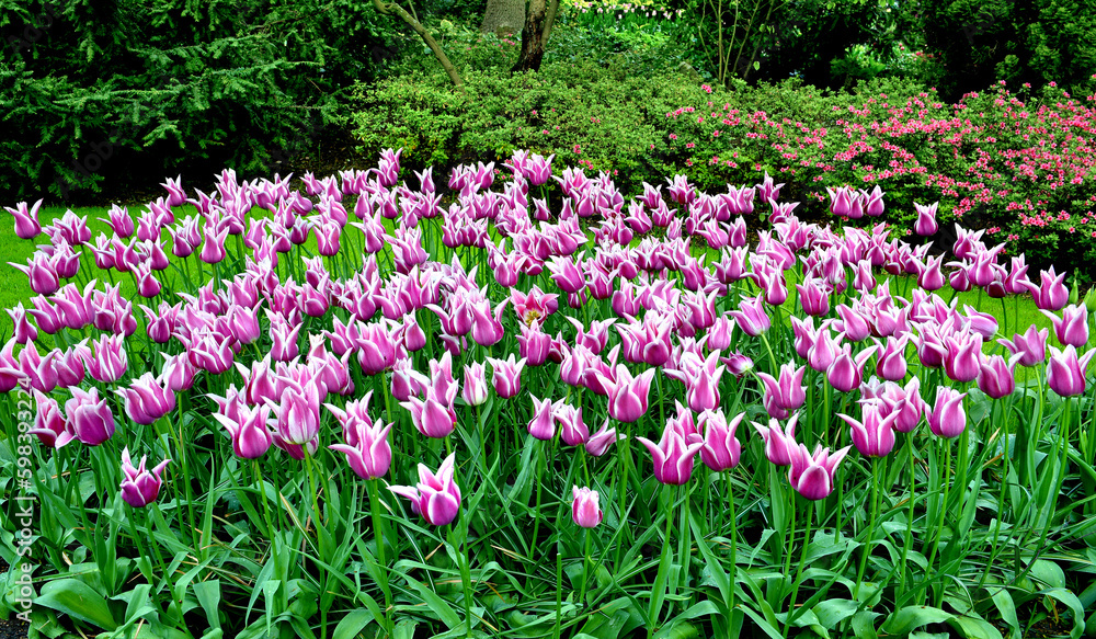 Keukenhof Tulip Farm , Netherland-field of pink tulips