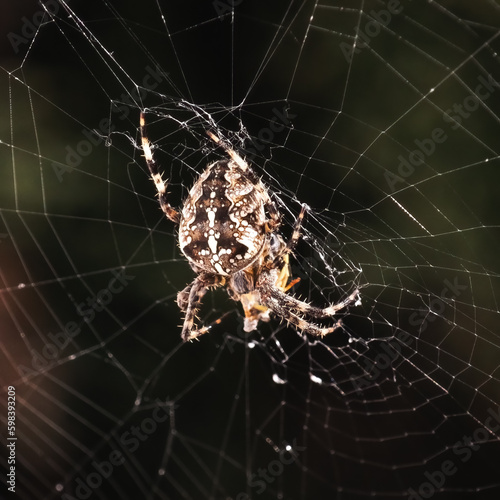 A Cross Orb Weaver Spider (Araneus diadematus), also known as the European Garden Spider, feeding on a yellowjacket pray inside its web. Long Island, New York, USA
