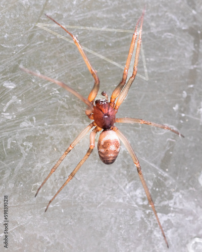 Macro of a False Black Widow Cupboard Spider (Steatoda grossa) with brown, red, and white markings. Long Island, New York, USA