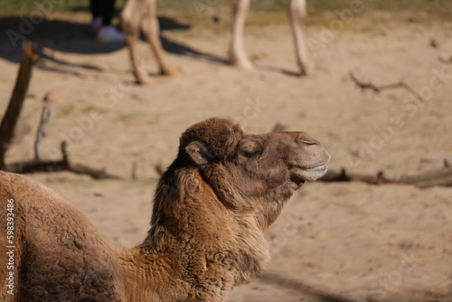 Side view of a camel's head