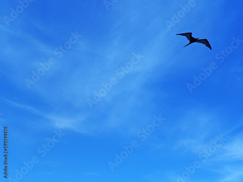 Canvas Print Frigatebird flying in tropical blue sky with white cloud trails Soft white clouds in blue Caribbean sky