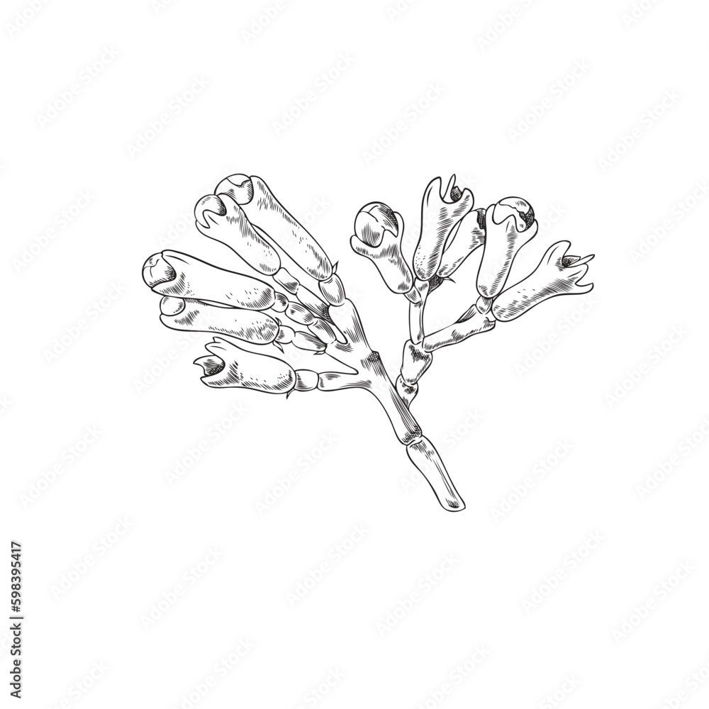 Hand drawn clove tree flower buds, monochrome sketch vector illustration isolated on white background. Hand drawn clove tree flower buds, monochrome sketch vector illustration isolated on white background.