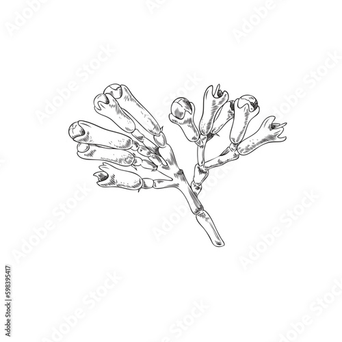 Hand drawn clove tree flower buds, monochrome sketch vector illustration isolated on white background.