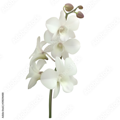 White orchids. Beautiful tropical flower. Floral background. Petals. Buds.