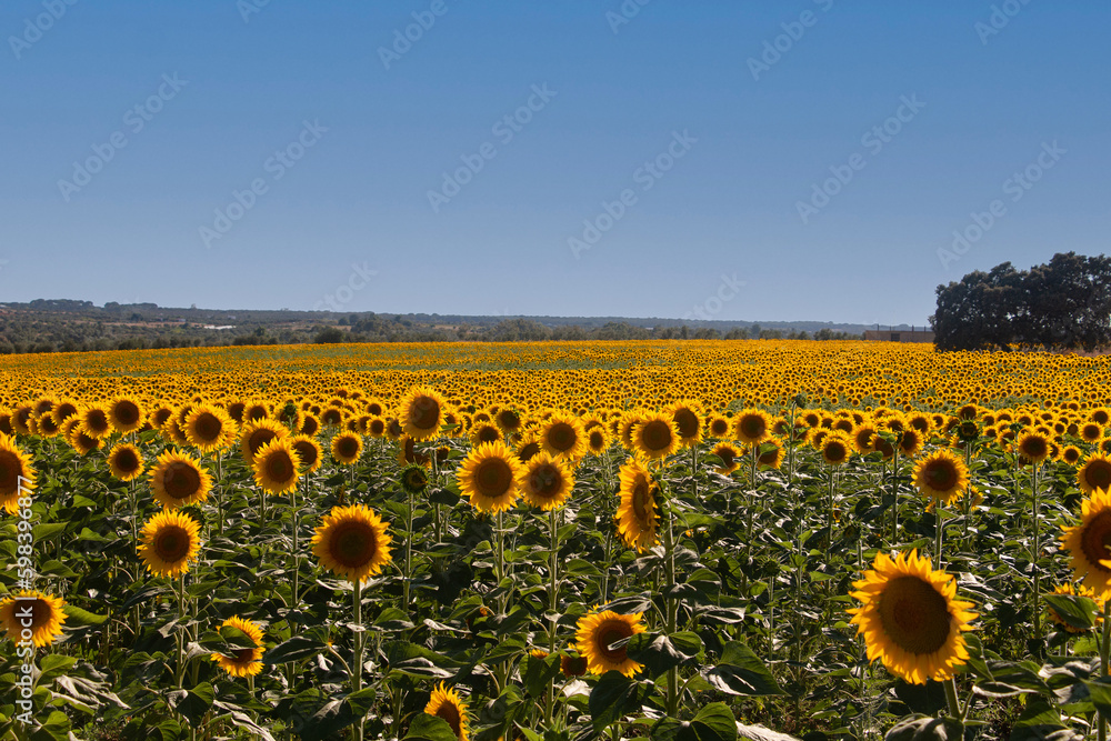 Obraz premium Campo de girasoles