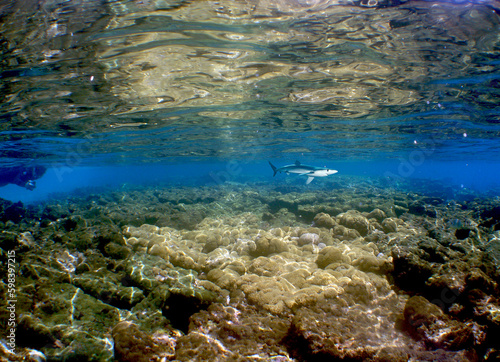 underwater scene , caribbean sea