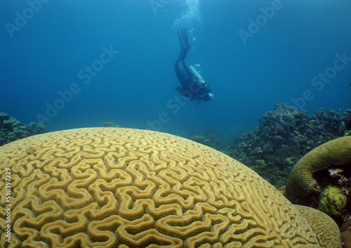underwater scene , caribbean sea