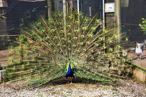 Peacock (Papilio polyctor) displaying raised tail feathers in a small zoo.
 photo