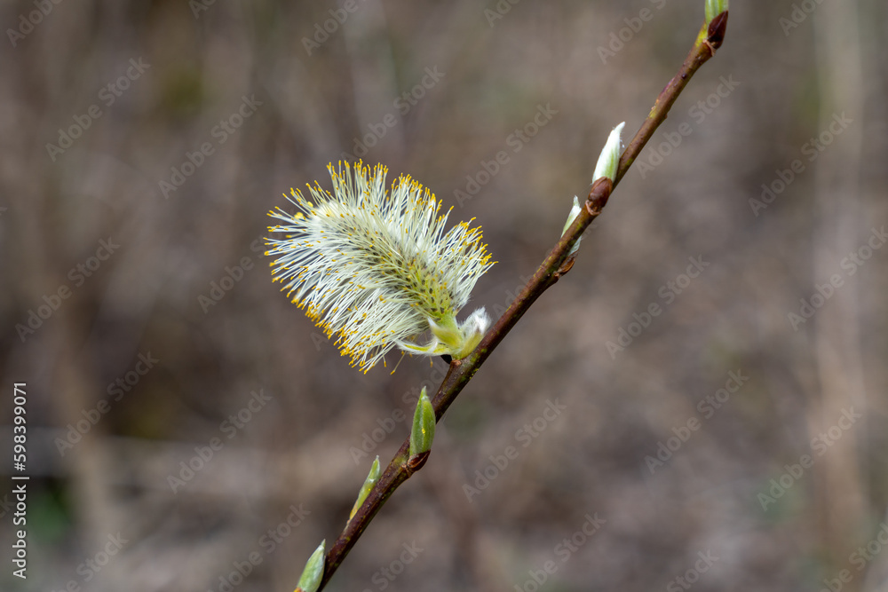 Close up of yellow blooming pussy willow in spring time