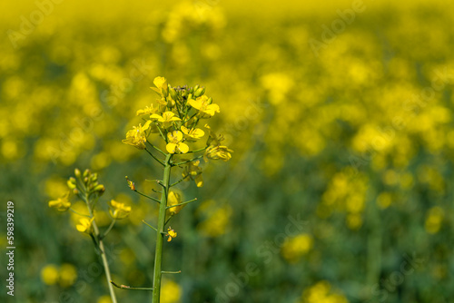 Yellow flowering rapeseed plant in a field