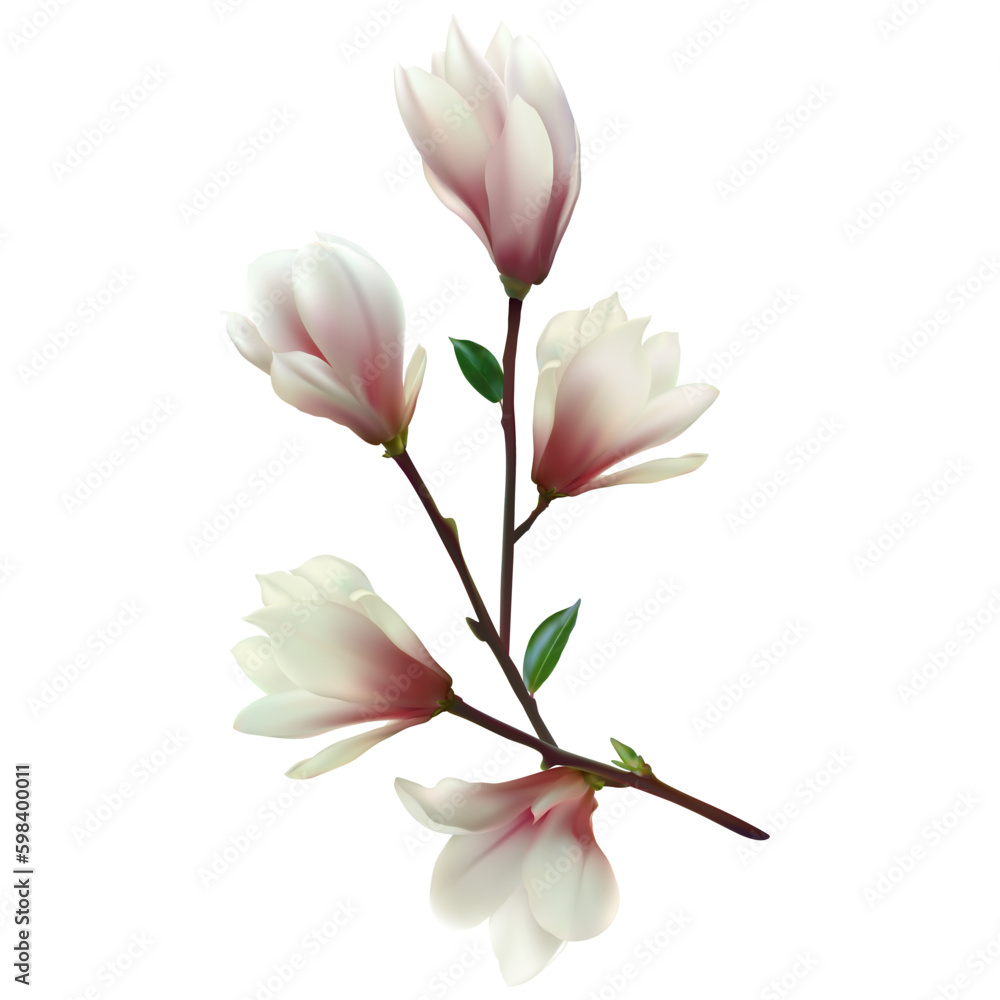 Blooming magnolia. Beautiful pink flowers. Floral background. A branch of a flowering tree. Buds.