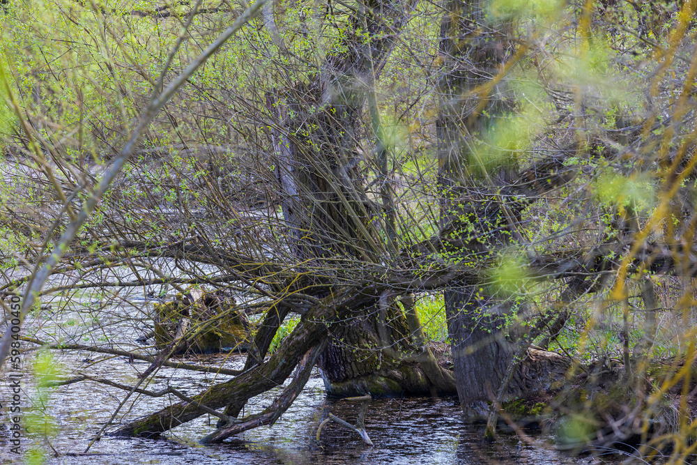 Old river overgrown with trees. A blind arm of the river Svratka. Old river overgrown with trees. A blind arm of the river Svratka.