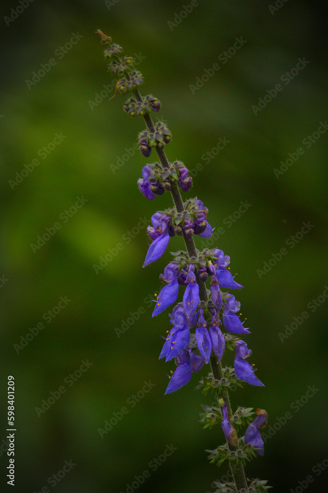 Obraz premium beautiful purple flower