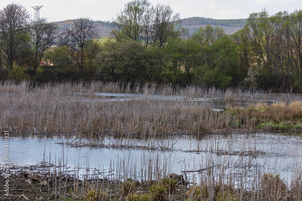 The water surface of the pond. The pond is overgrown with old reeds. The water surface of the pond. The pond is overgrown with old reeds.