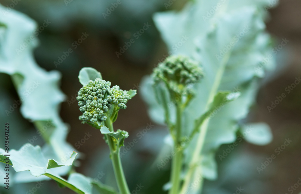 harvest of broccoli in the garden harvest of broccoli in the garden