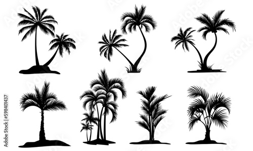 Set tropical palm trees with leaves, mature and young plants, black silhouettes isolated on white background. Vector