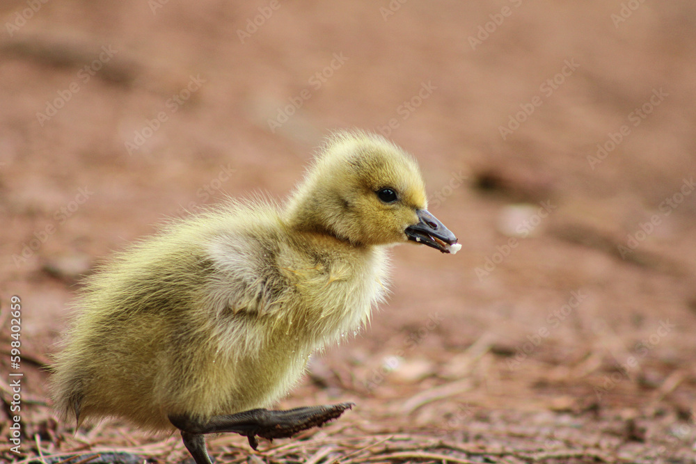 baby goose baby goose