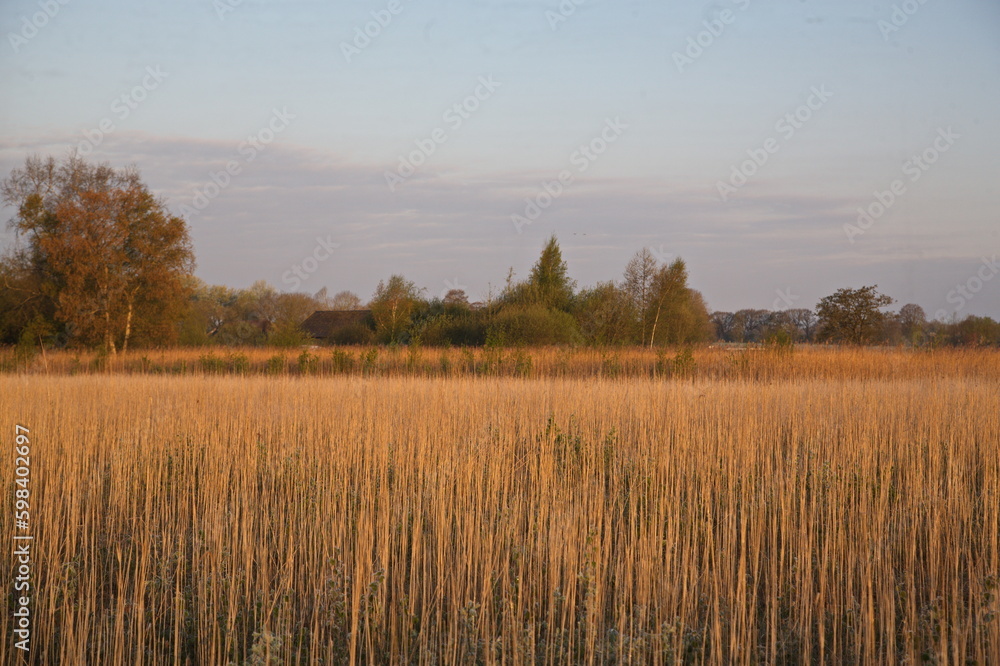 Obraz premium Riet in Overijssel