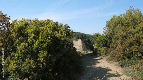 forest in the mountains