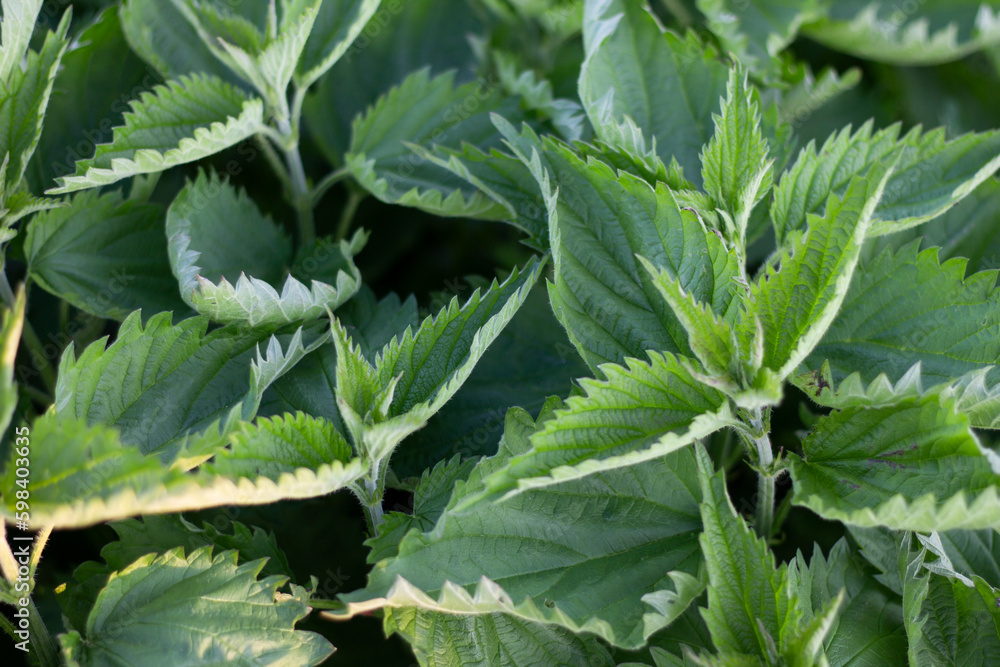 green leaves, nettle, nettle leaves green leaves, nettle, nettle leaves