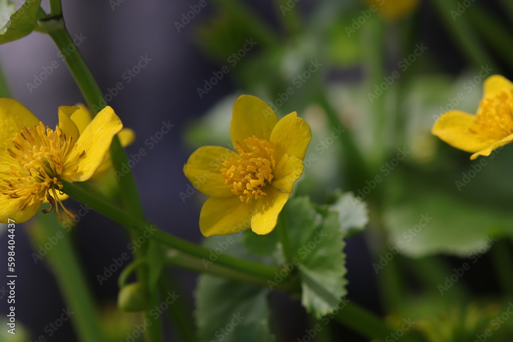 gelbe Blume gelbe Blume