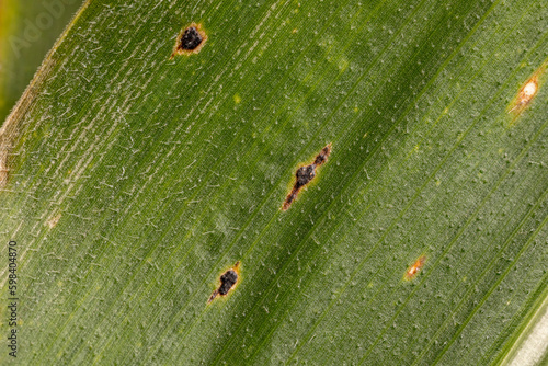 Corn tar spot fungus on leaf of cornstalk. Cornfield disease, farming and agriculture concept.