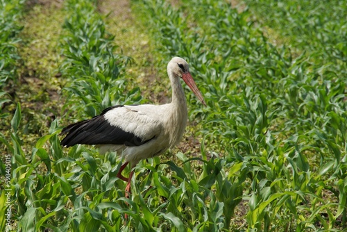Stork walking in the field in search of food