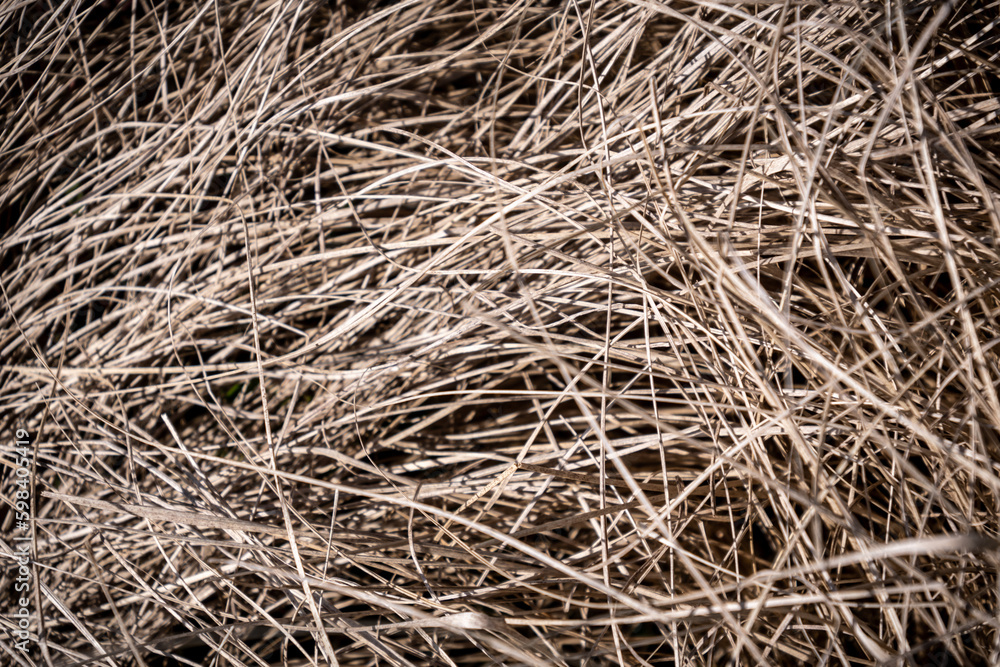 trockene Gräser als Hintergrund oder Textur trockene Gräser als Hintergrund oder Textur