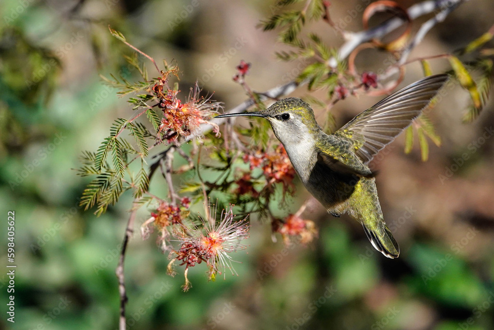 Obraz premium Anna's Hummingbird - Arizona