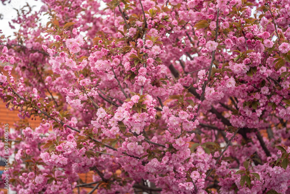 Pink flowering Japanese cherry (sakura) in spring. Beautiful branches of pink Cherry blossoms in the garden. Seasonal spring scenery. Nature floral background Pink flowering Japanese cherry (sakura) in spring. Beautiful branches of pink Cherry blossoms in the garden. Seasonal spring scenery. Nature floral background